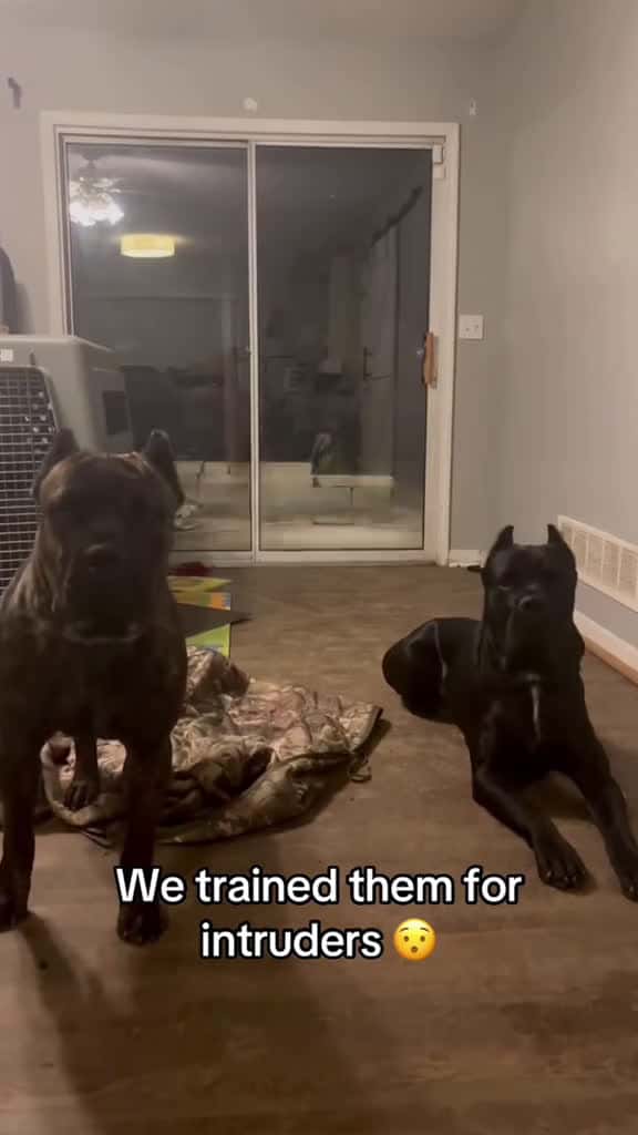 Cover for Good doggo fyp dog funnyvideos 07543 #american