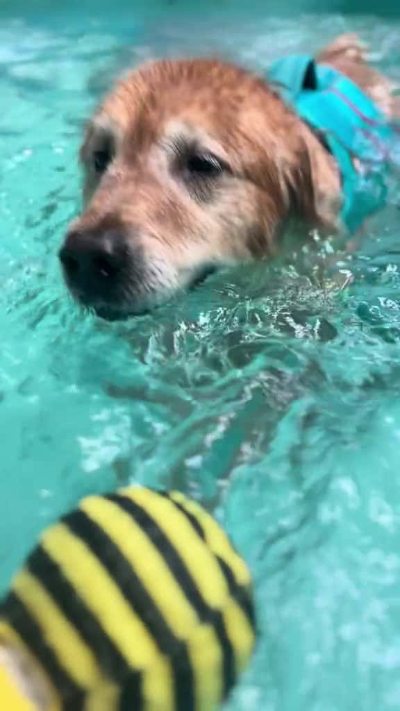 Cover for swim with us goldenretriever swimming seniordog swimmingpool 55406 #trendingscoopz