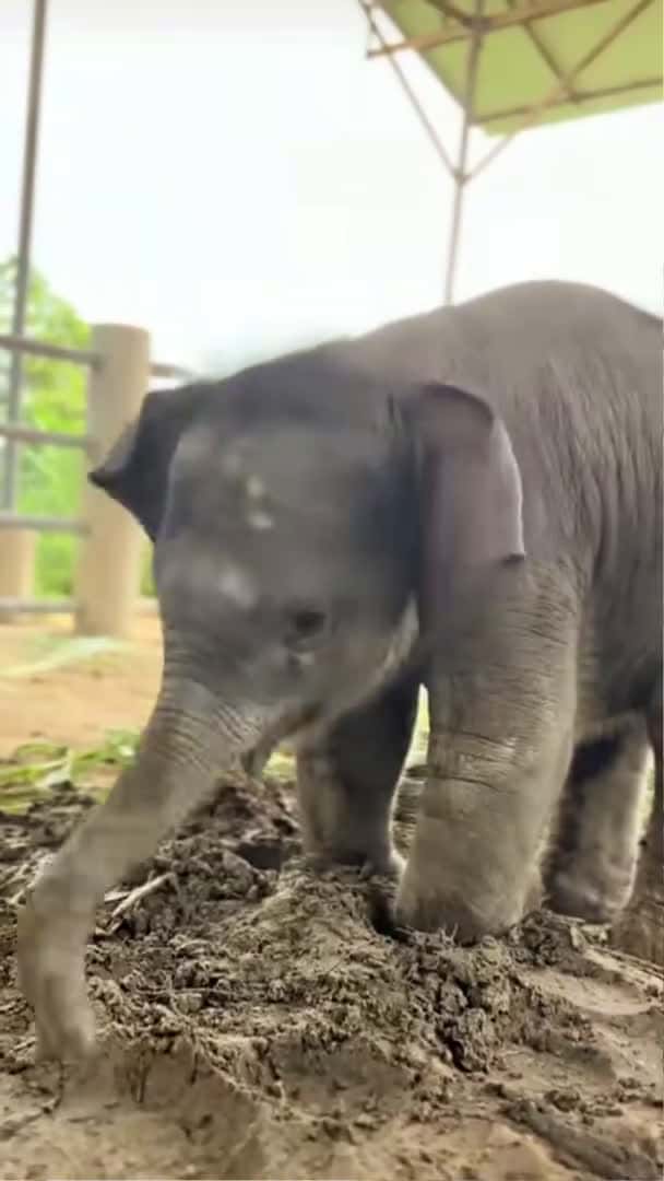 Cover for This happy baby elephant playing mud is so adorable 😍 #babyelephant #elephant #shorts_002 (2)