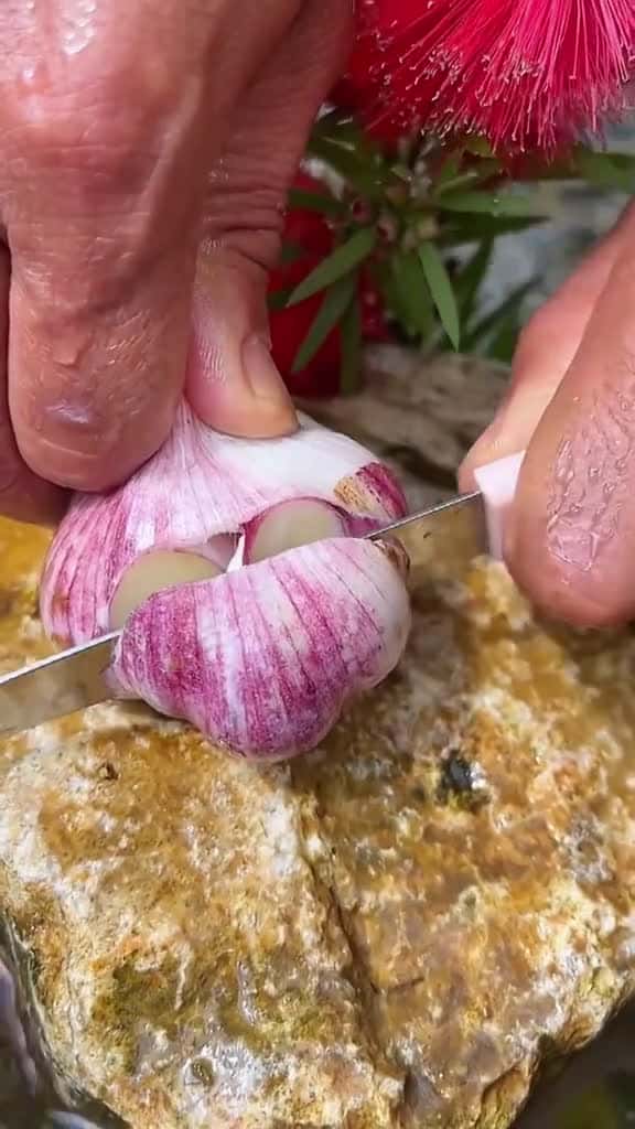 Cover for OMG !! Garlic #asmr #fyp #fyp #garlic #usa #usa tiktok