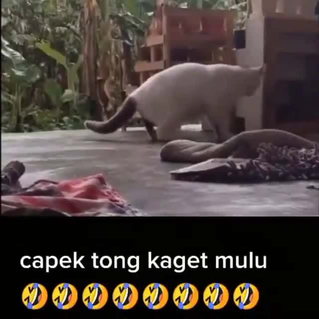 Cover for Dia kenapa sih Unknown (DM for credit) Yang belum, ayuk langsung follow ajaa @kucingthecat @kucingthecat #kucing #kucingku #kucinglucu #videokucing #kucingkesayangan #kucingka