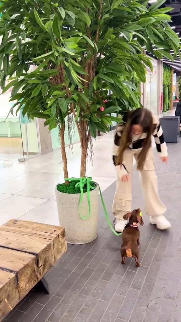 Cover for chapitosiki dog dachshund 30113 #shortvideos