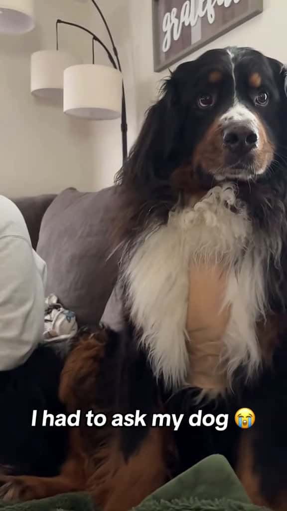 Cover for This dog knows what I m talking about dog funnyvideos funny lol 91469 #shortvideosscoopz