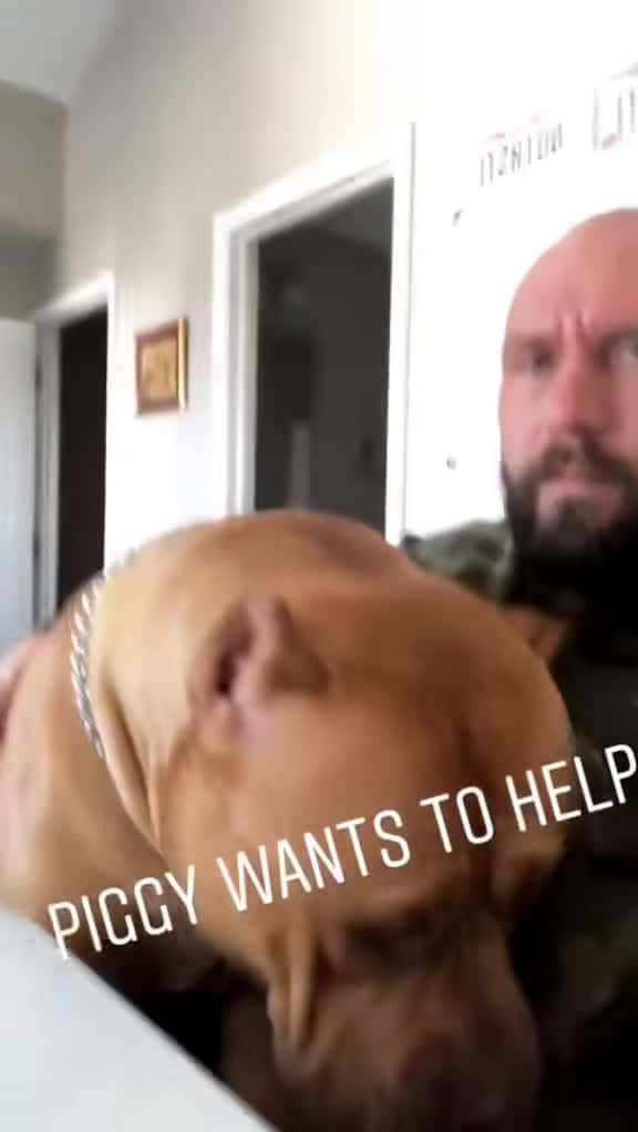 Cover for #dogtoy #pitbull #pitbulls #megamouth #pitbulllove #dog #dogchallenge...