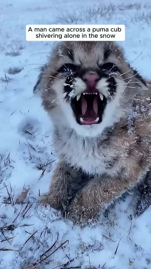 Cover for A man found a puma cub and became his surrogate dad #animalrescue #rescue #animals #animalsoftiktok #fyp #animallove #animallover #animallovers #puma #pumasoftiktok #viral  #scoopz 