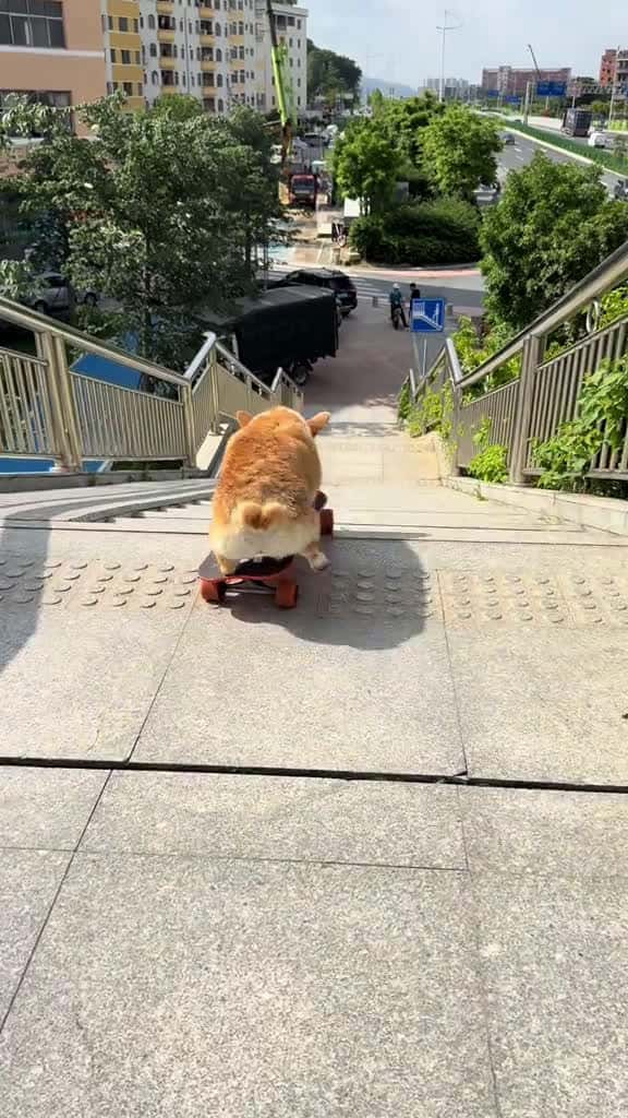 Cover for These flexible short legs corgi pets dogsoftiktok cute cool dogskateboard dog 50539 #trending