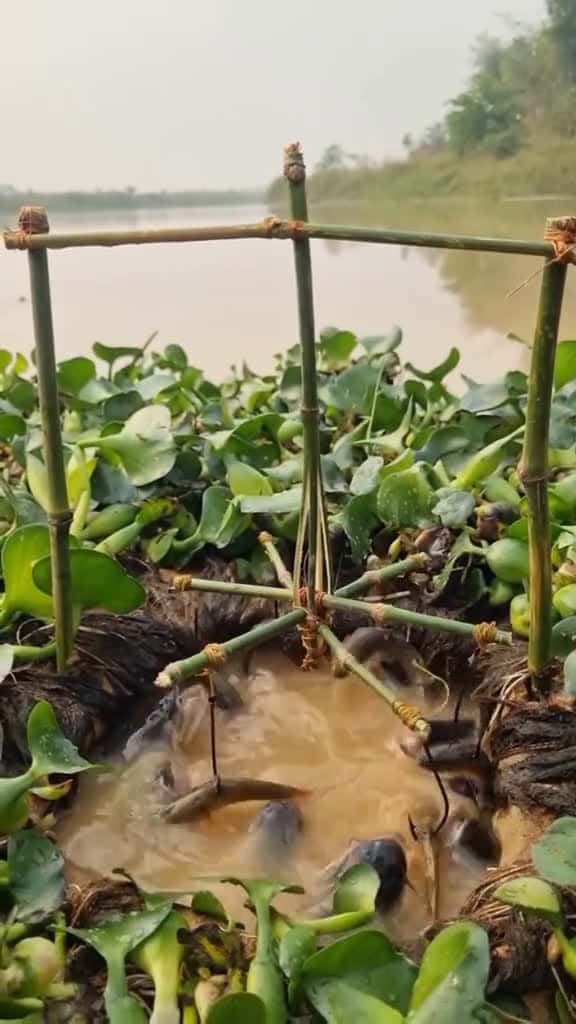 Cover for Smart Fish Trap Creat amazing Ideas many fish catch one time. fish fishing trap grow viral 67607 #followMe