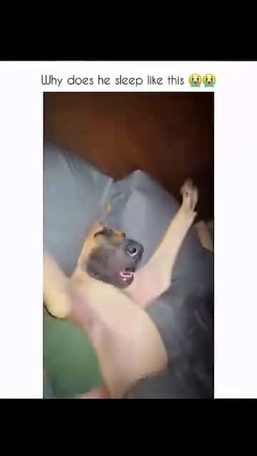 Cover for Funny dogs compilation #funnydog #funnypet #cutedog #doglover #dog #dogs 11