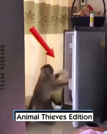 Cover for Animal Thieves Edition