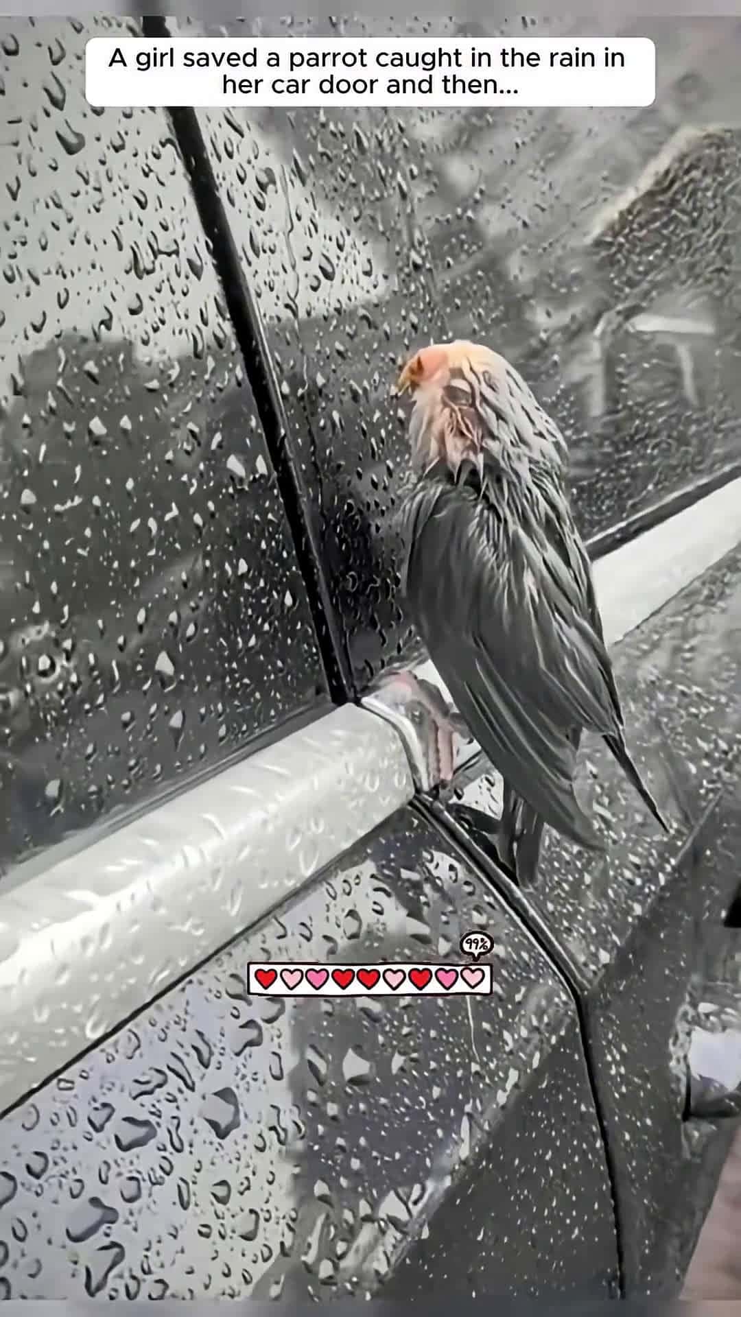 Cover for A girl saved a parrot caught in the rain in her car door and then...