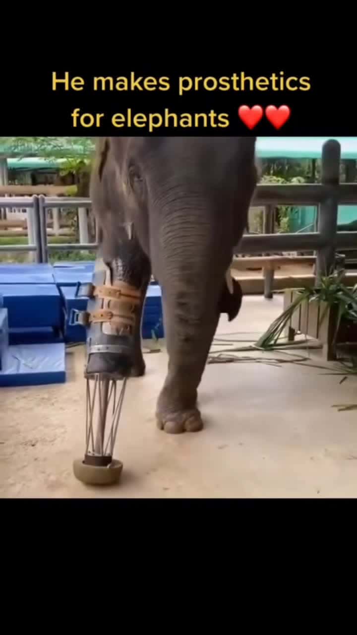 Cover for Bless this guy who takes care of them ❣️#greenscreenvideo #tiktok #foryou #funny #fypシ #fyp #zoom #elephant #cute #love #wildanimals #animals