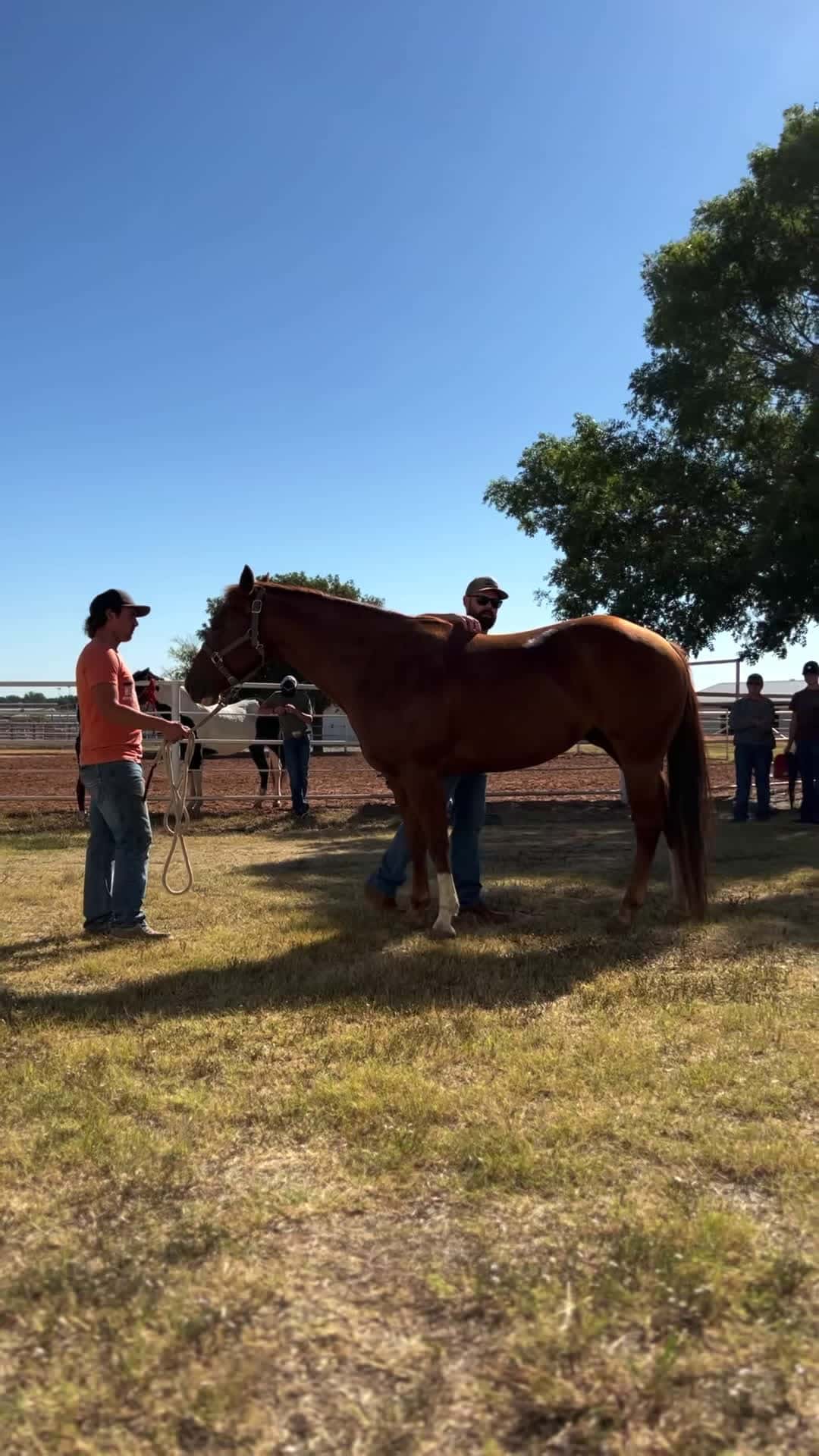 Cover for Caught the tail end of this horse's adjustment! #chiropractor #chirop...