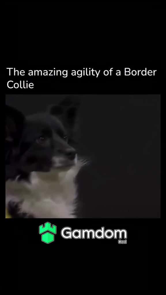 Cover for viral trending xyzbca fyp fyp dog dogs dogsoftiktok sports 72094 #ilovescoopz
