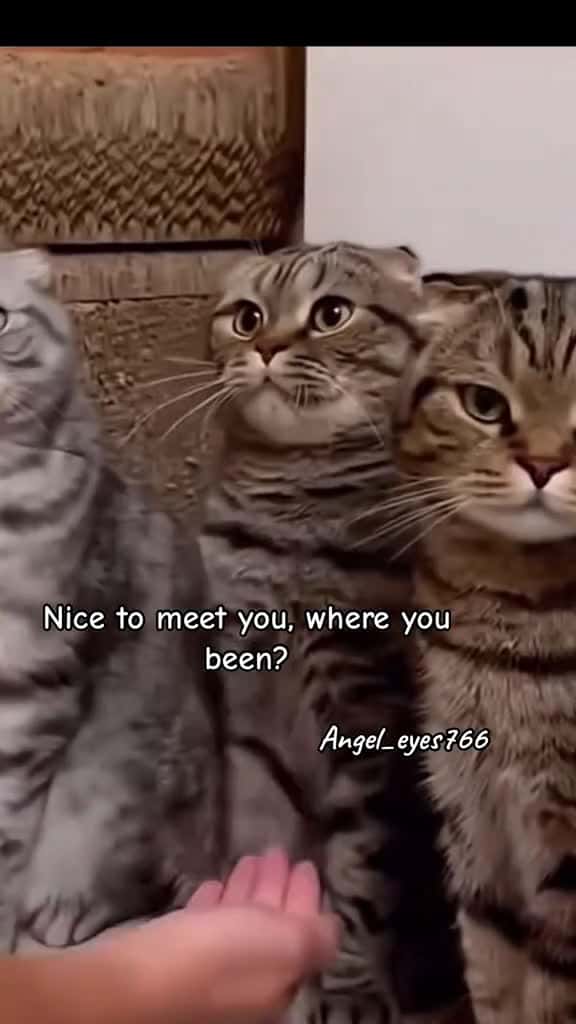 Cover for Blank space  lyrics justforfun cats goofy fyp foryou creatorsearchinsights fypppp 56434 #trending