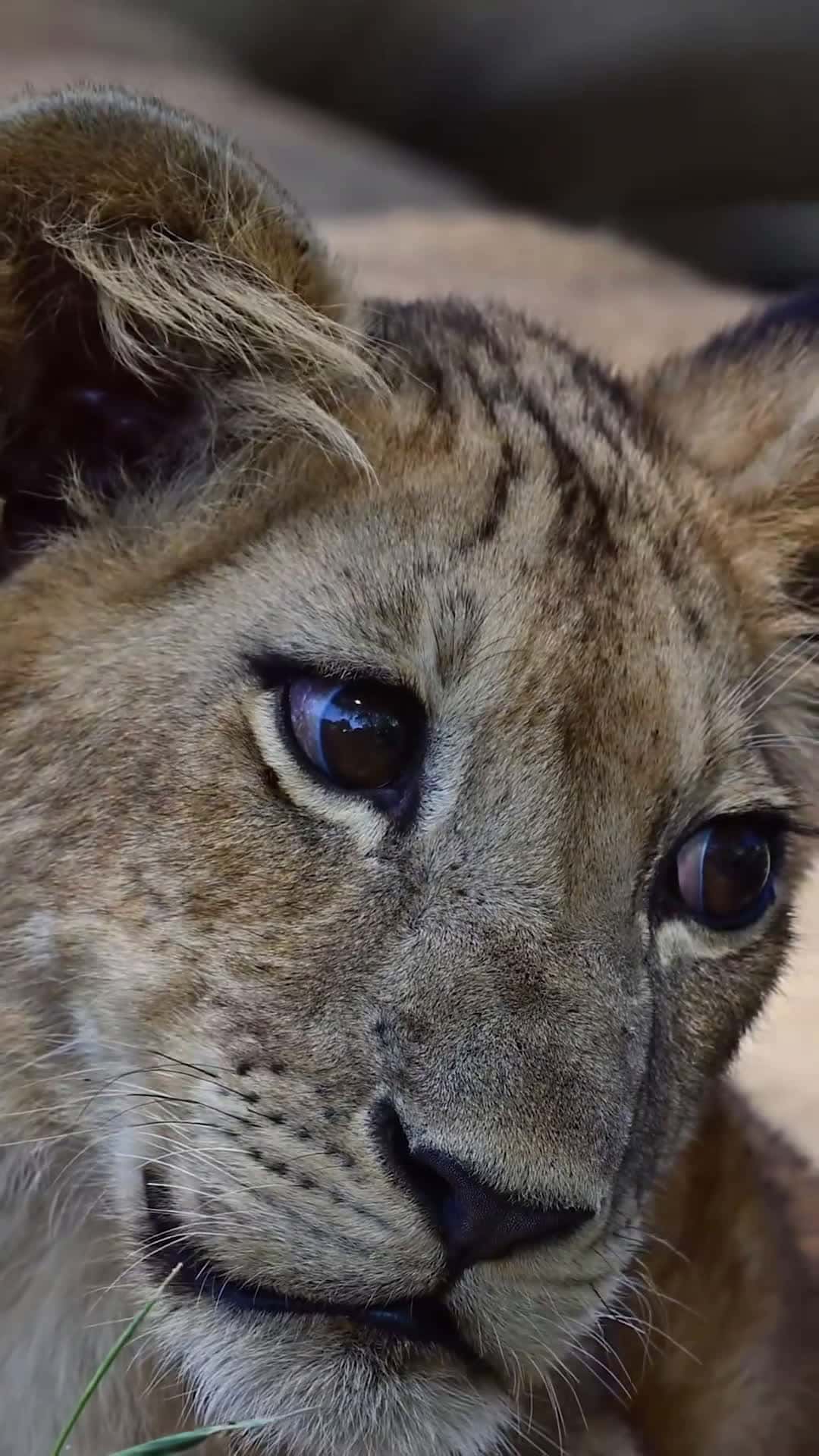 Cover for #kitty #kittycat #lion #funnyanimals #natur #bigcat♥️🥰♥️