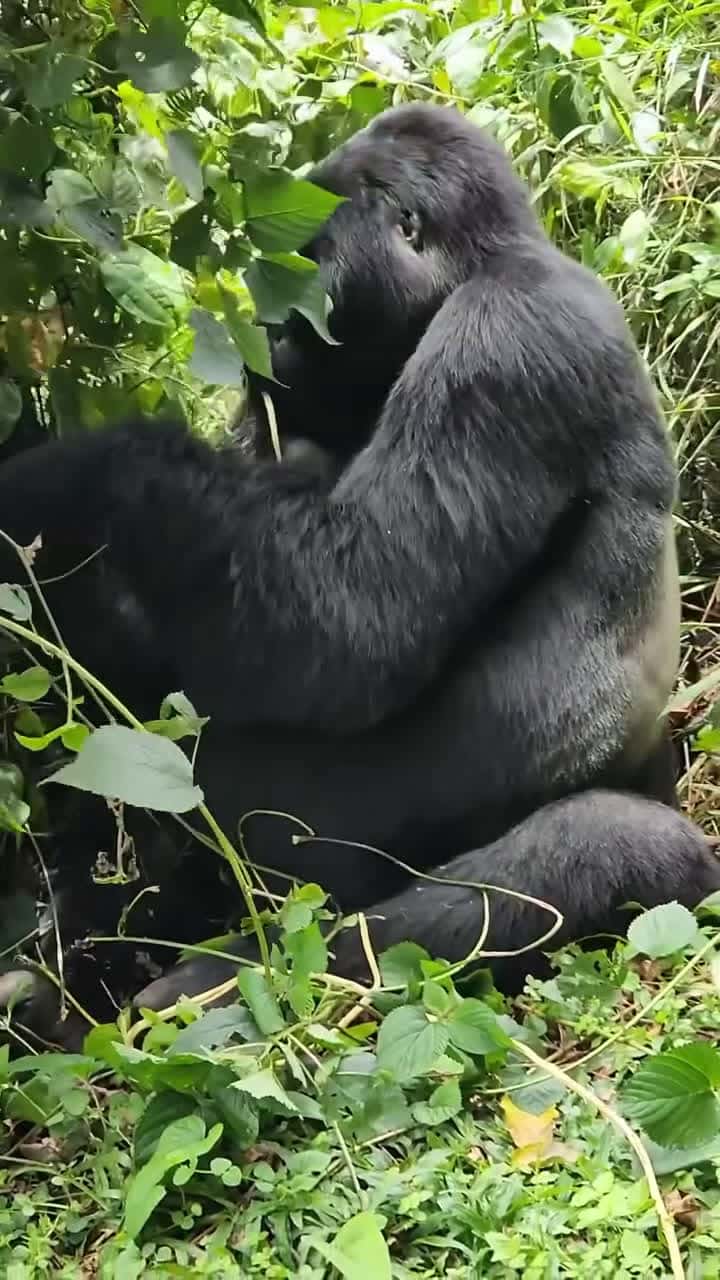 Cover for Gorilla Trekking is done in Uganda Rwanda and DR Congo which host the four national parks that are home the only remaining mountain gorillas These include Bwindi Impenetrable6