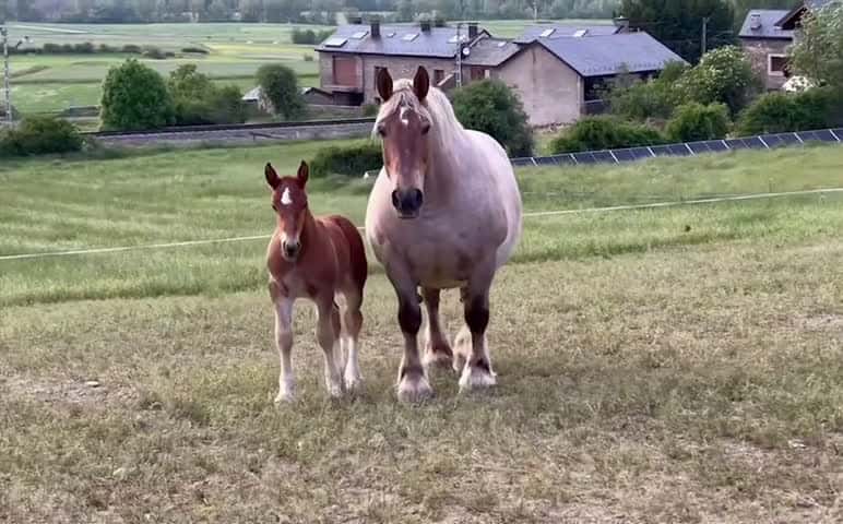 Cover for Best Horse Video 021 #horse #horsesoftiktok #horselover #horselife #horselifestyle #fpy