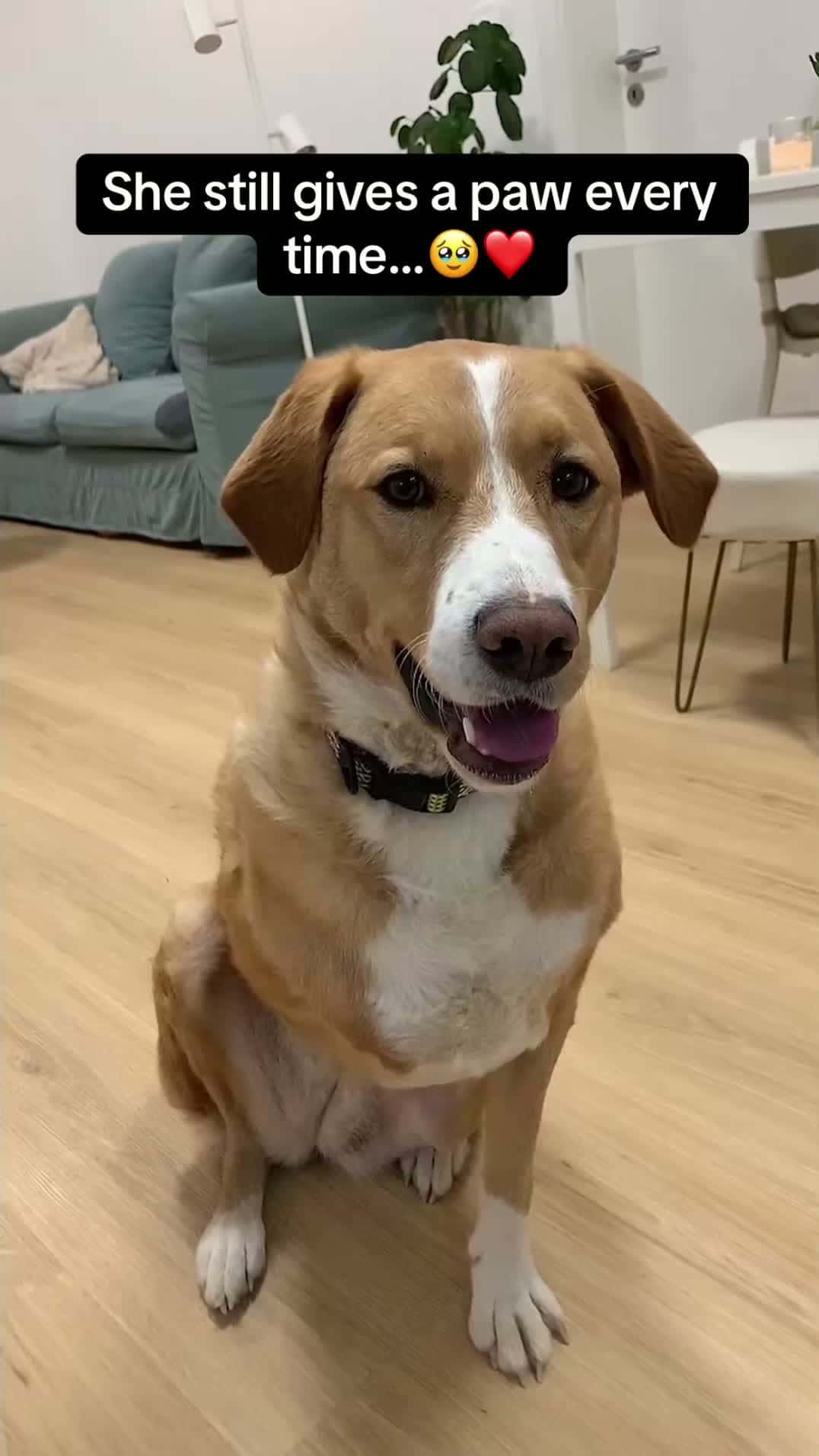 Cover for She still gives a paw every time!