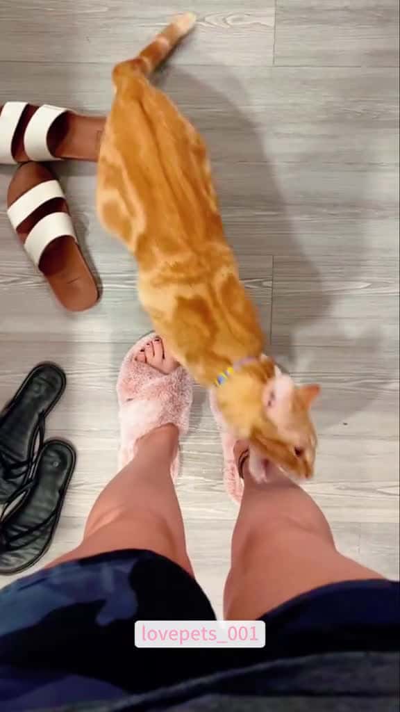 Cover for Orange cat behavior. cats cutecats foryou funnytiktok funnyvideos usa funnyanimals fyp cut 50350 #america