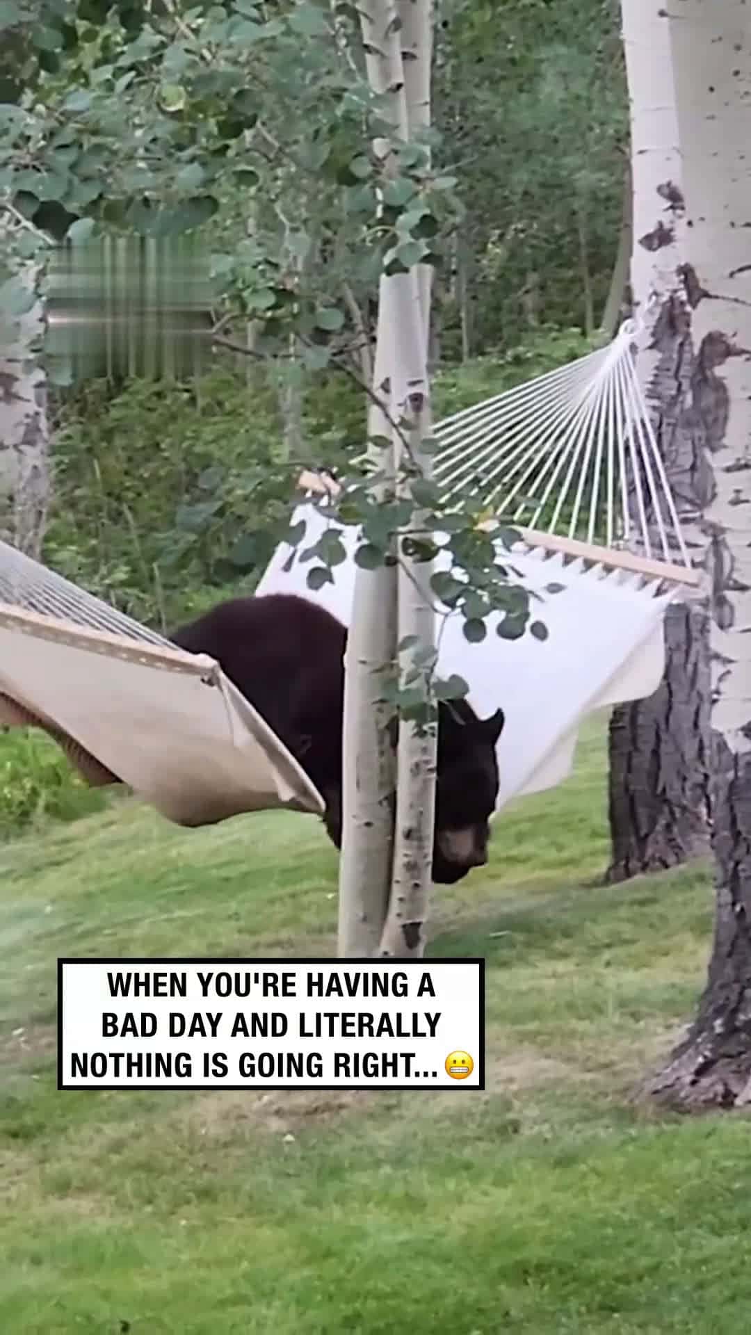 Cover for This Bear Just Wanted to Chill… 🐻😭POV: When you just wanna relax... but life won’t let you 🐻😭