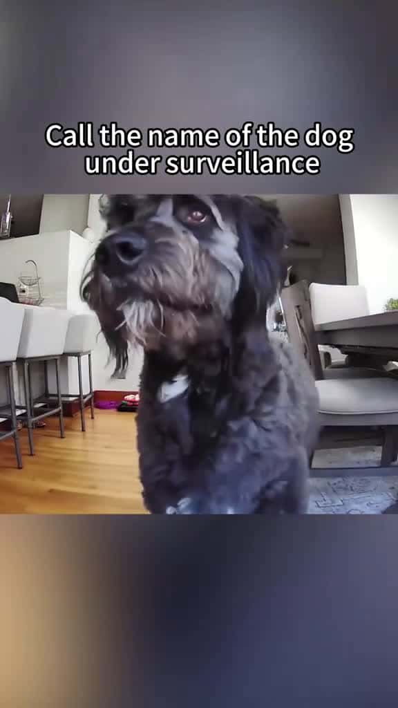 Cover for Calling your dogs name under surveillance 😂😂 foryou funnyvideos dog  dogsoftiktok  funniestvideoonmyphone dogs