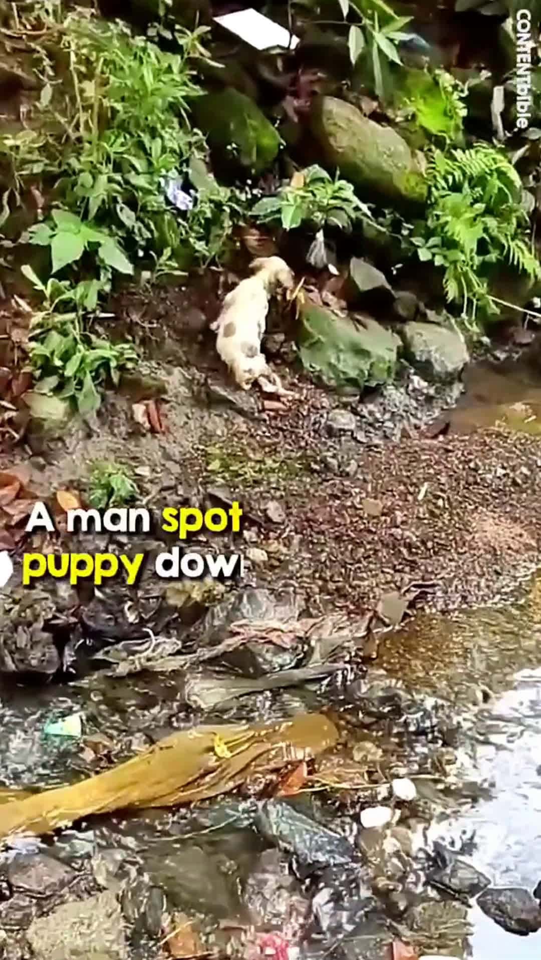 Cover for Crippled Puppy Learns To Run