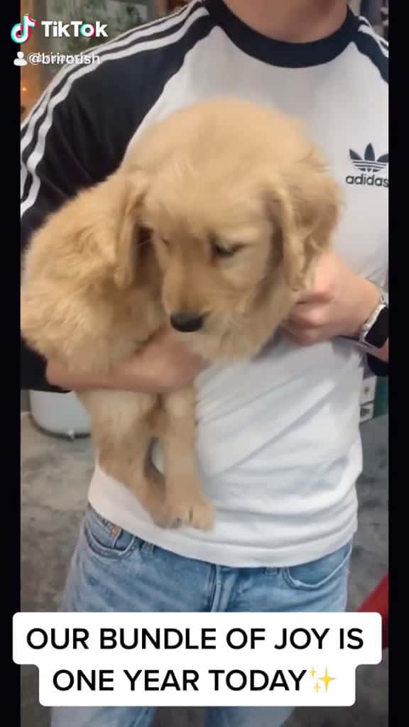Cover for Happy birthday to our sweet Bentley fyp goldenretriever firstbirthday 09830 #ilovescoopz
