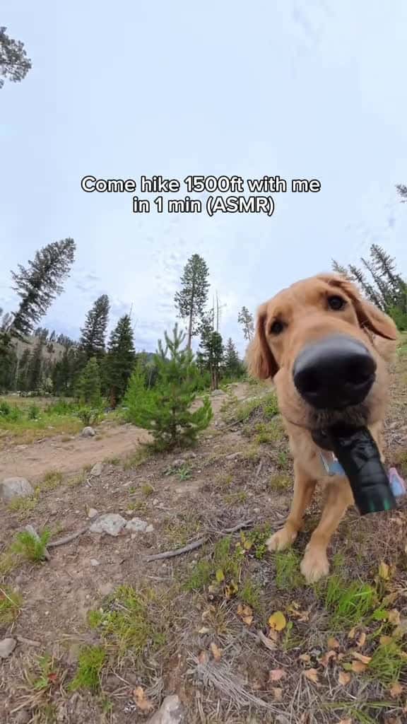 Cover for Watch in 2X for a good laugh! #goldenretriever #dogs #wildlife #animalstories #pets