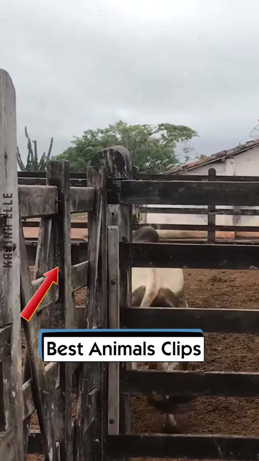 Cover for Best Animals Clips