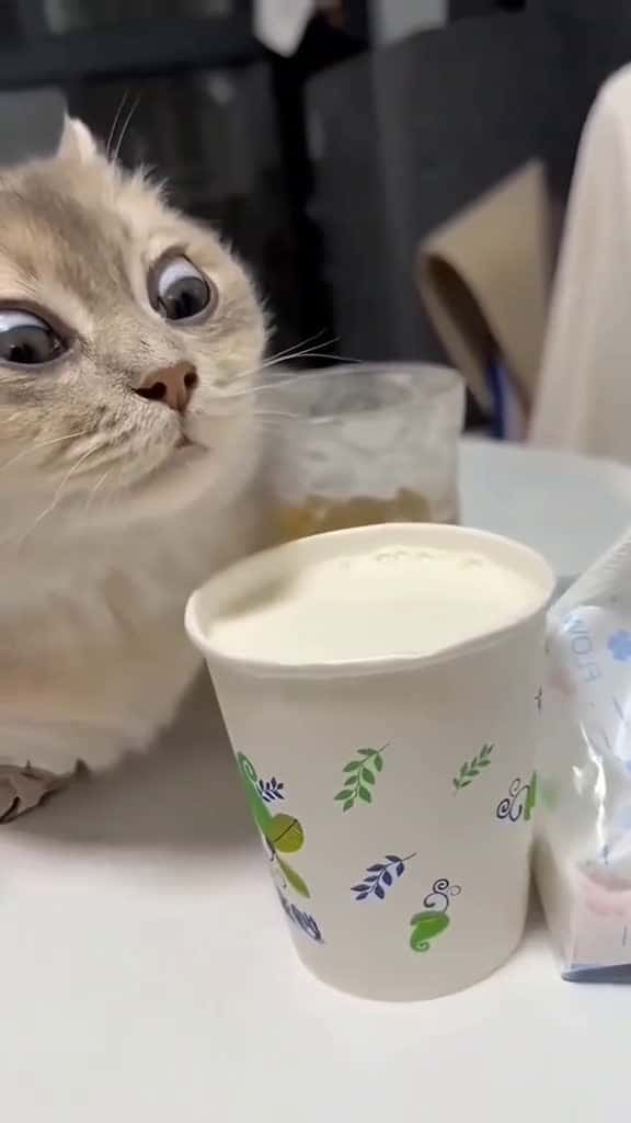 Cover for 🤣Funny Animals 2025🤣Funny Cats video🐱 part-28#funnyanimalvideos #funny #funnyvideos #funnypets #funnyanimals #cat #cats #catlovers #funnycat  #viral