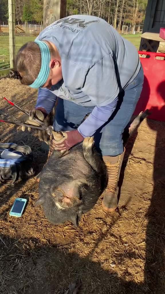Cover for Hoof trimming day Pigs are so dramatic. Thankful that I don t have to do this myself pigso 42091 #trendingscoopz