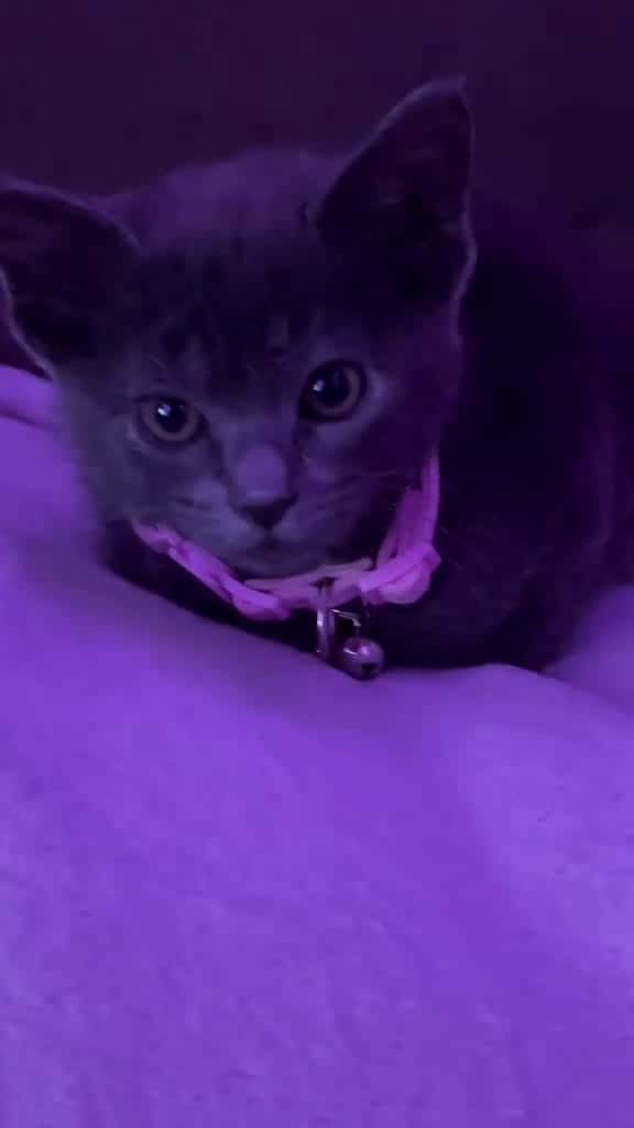 Cover for Denle me gusta fyp fyp cutekitty kittenlove mascotas parati adorableanimals kittylove 36062 #nicevideo