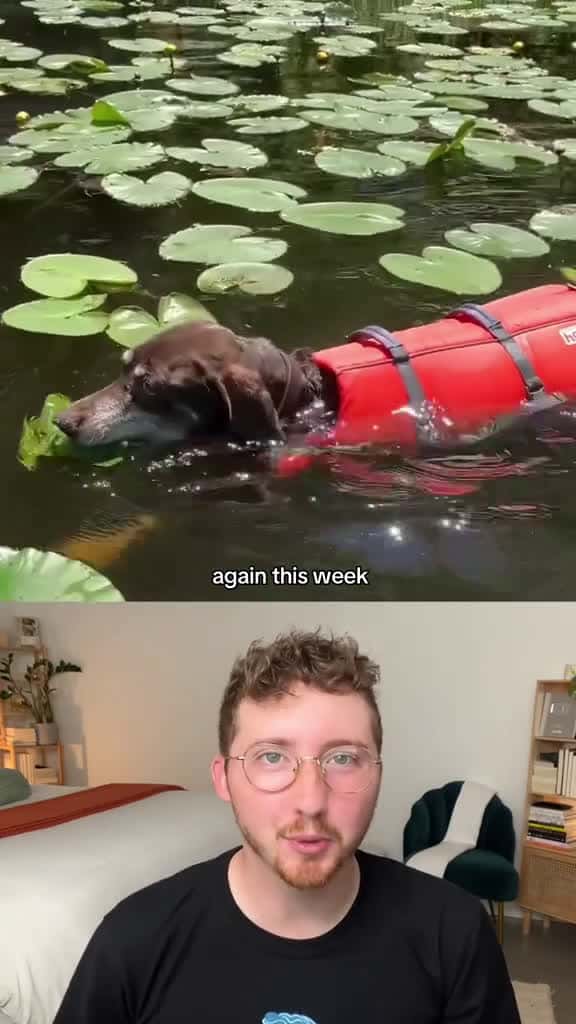 Cover for This Week's Top 5 Unforgettable Dog Moments