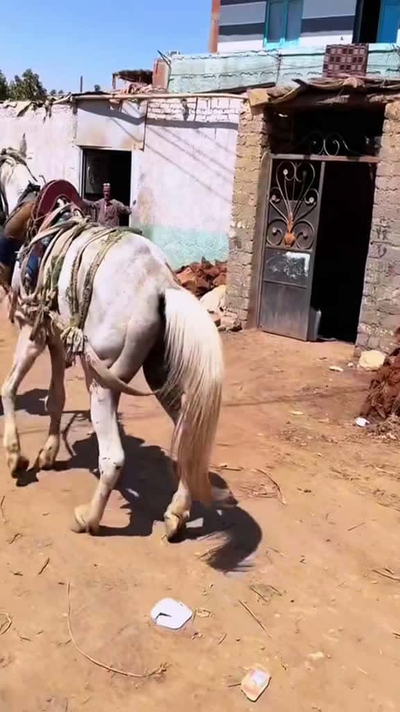 Cover for So pitiful farrier farriersoftiktok tiktok farriersontiktok anime farriersontiktok anime a 07274 #trending