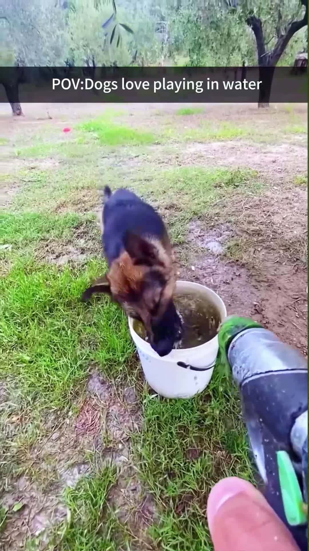Cover for Dogs like to play with water#dog#funny#funnyanimals#funnypets#animals... (2)