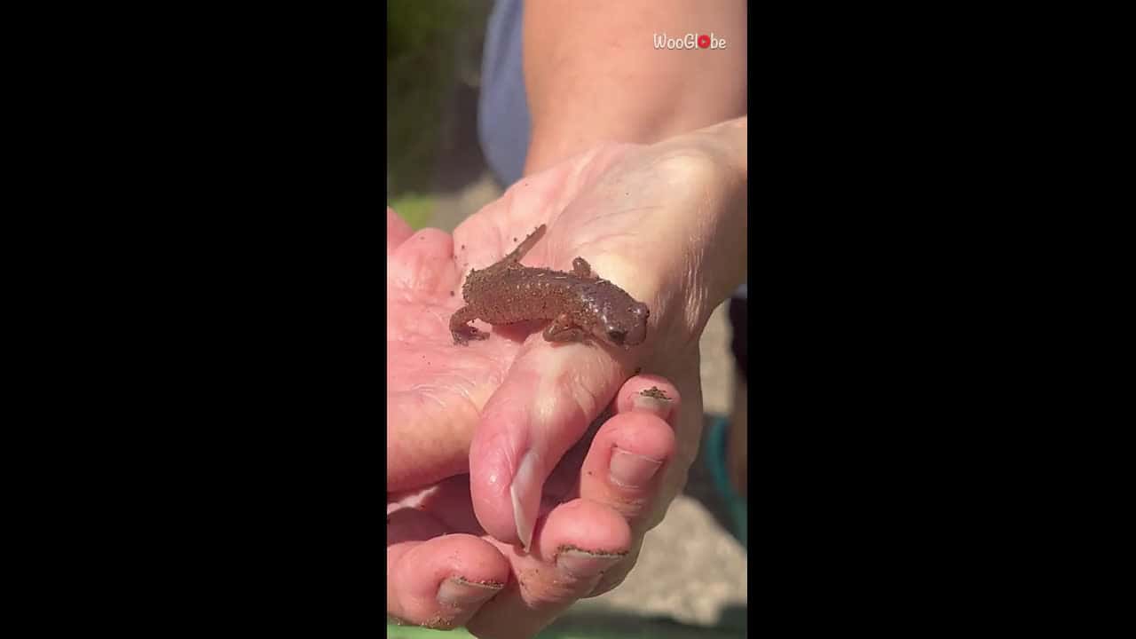 Cover for Tiny salamander gently moves after being found in backyard and held in hand