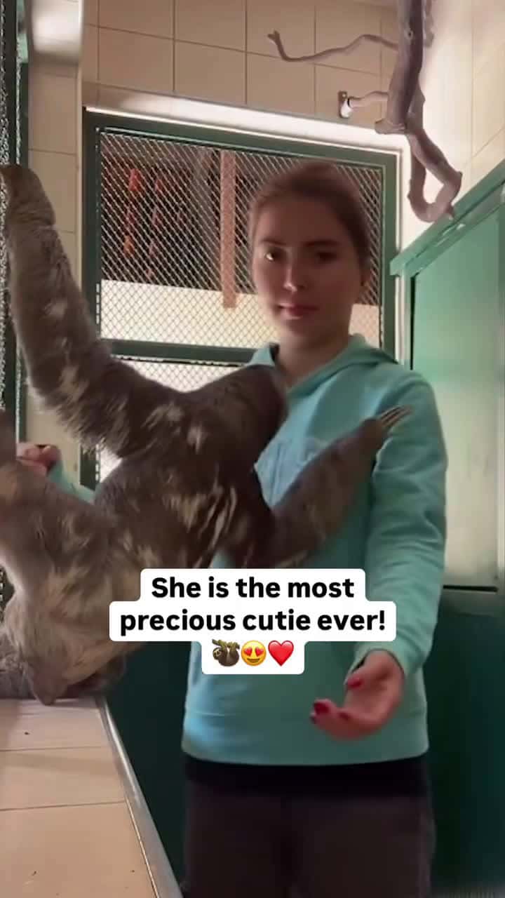 Cover for The way she reaches out for cuddles 🥹❤️This cute moment was recorded during a routine handling in a controlled and authorized environment by a professional veterinarian.This sloth was being moved to an outdoor habitat for sun...