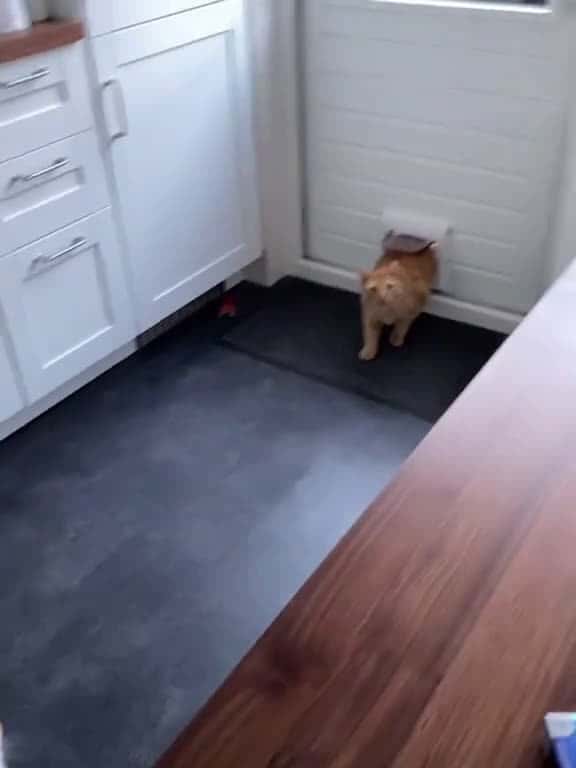 Cover for My cat brought her boyfriend home funny fyp pet catsoftiktok lmao 23373 #trendingscoopz
