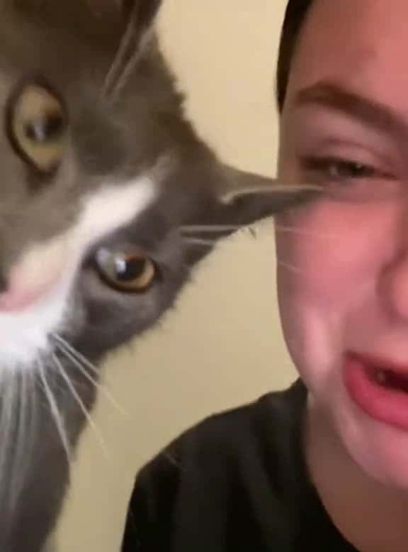 Cover for Cat#please dont talk like me#cat #foryou #fyp #funnyvideos #funnycat #catsoftiktok