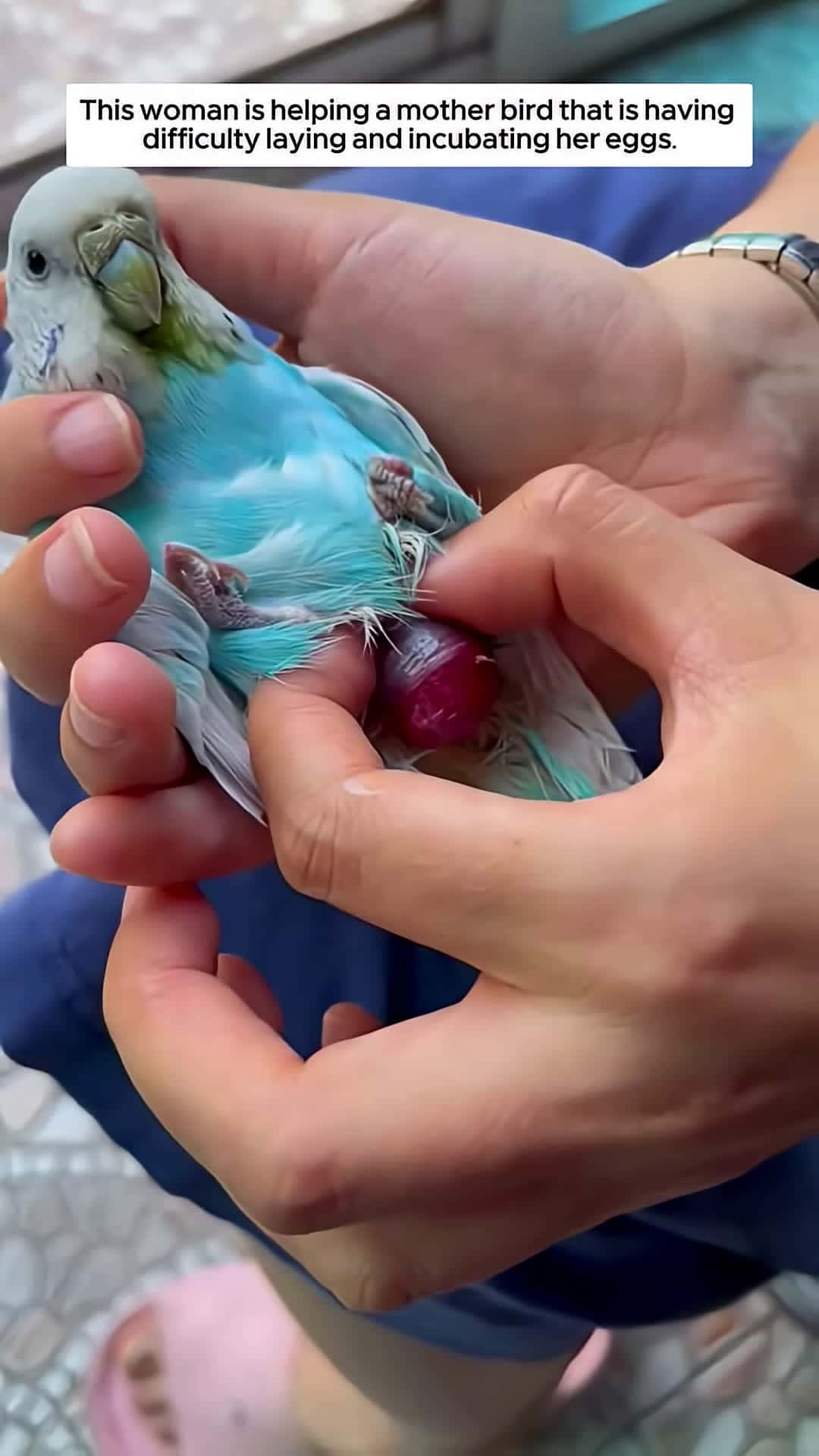 Cover for This woman is helping a mother bird that is having difficulty laying eggs and then animalshorts
