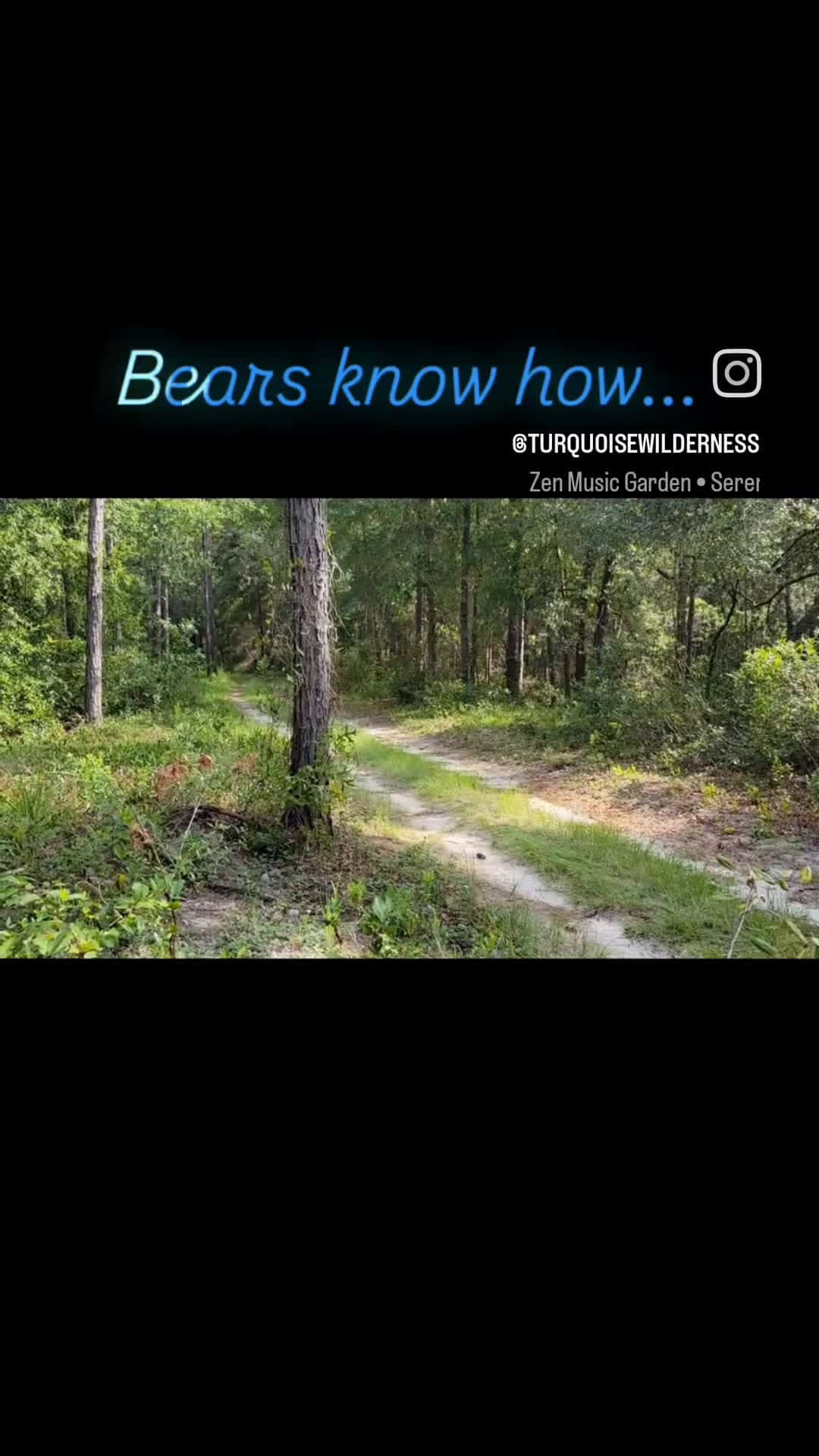 Cover for Wild Wild West... Naw, its Wilderness! Bear Country 🐻.... #foryou #Nature #bear #tails #ilovenaturemorethanyou 