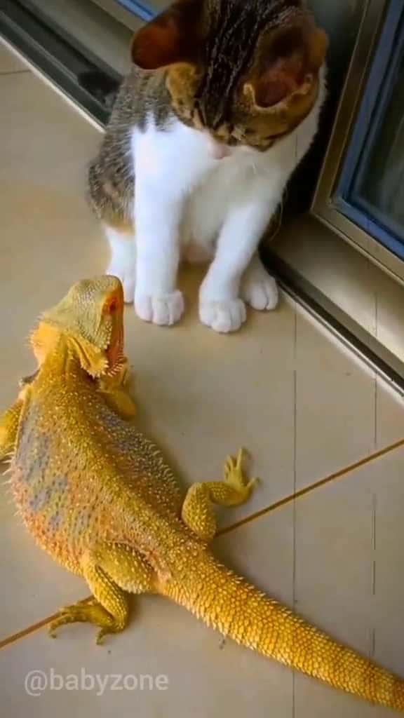 Cover for Parrot and cat funny viral video funnyanimals funnyvideos parrot cats meow foryou 76982 #american