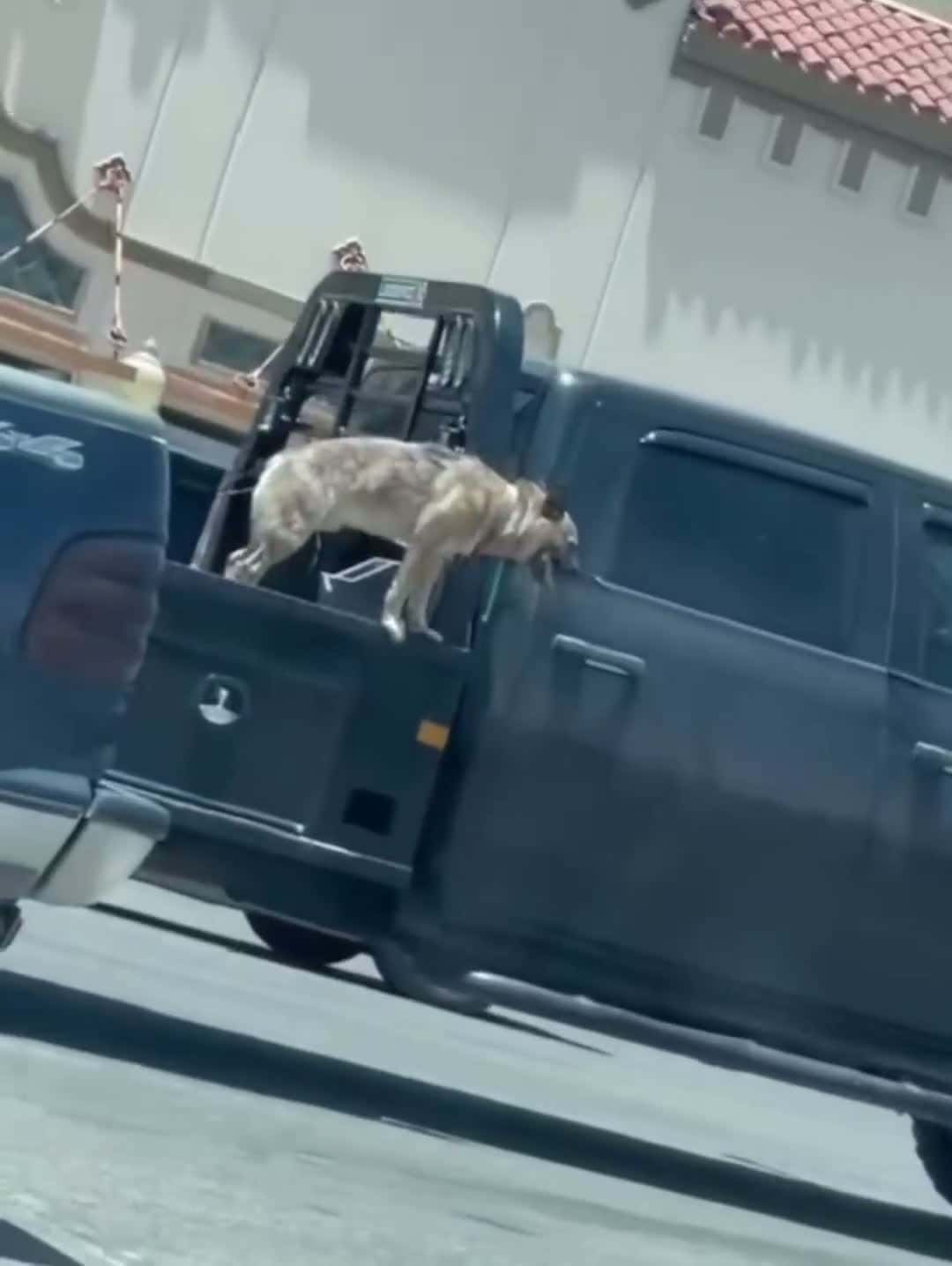 Cover for 😢 **This is why we double-check!** A terrifying moment caught on camera. #PoorPup #DriveSafe #CaughtOnCamera #fpy  #viral #fyp  #dog 