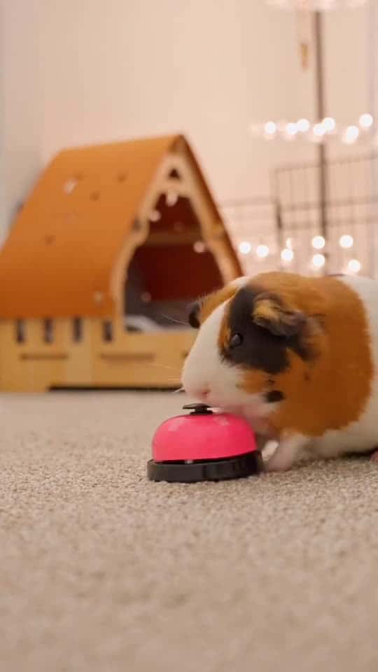 Cover for Shit shovel officer hurry up and serve the food.guineapigs fyp funny pet pettrain 57323 #us