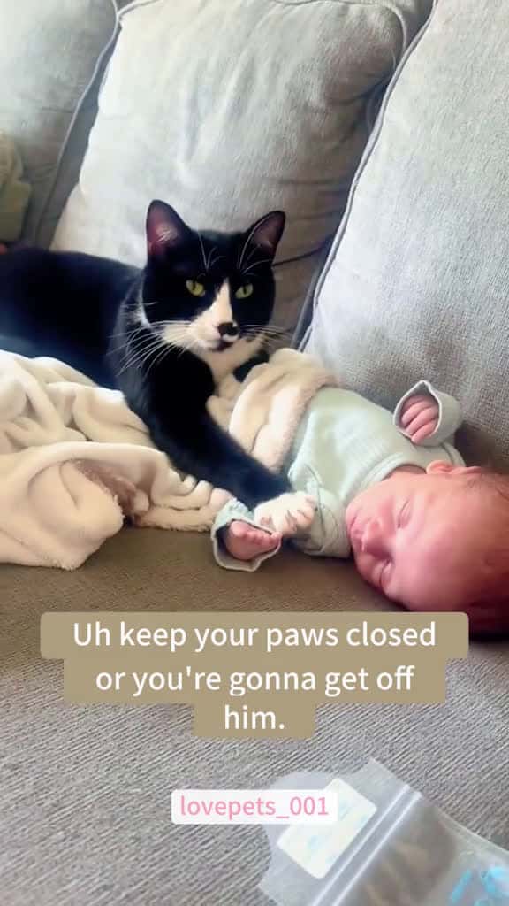 Cover for Cats understand English. cats cutecats foryou funnytiktok funnyvideos usa funnyanimals fyp 44586 #shortvideos