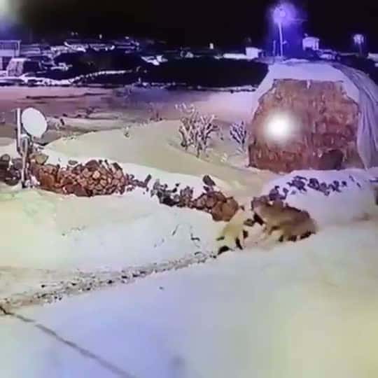 Cover for Dog takes the high ground and fends off 6 wolves attacking it