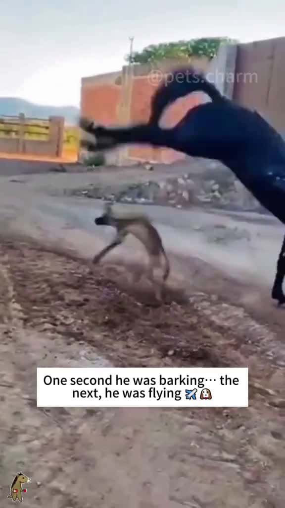 Cover for Funny Horse&dog ha ha  #funny  #funnyvideos  #fun
