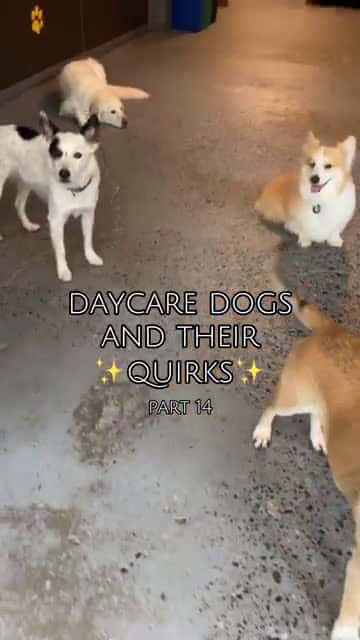 Cover for /storage/emulated/0/Download/oh jackson #dogsofdaycare #petsoftiktok #dogsoftiktok #doggydaycare #seattletiktok #dogbar #seattledogbar #growlerzseattle