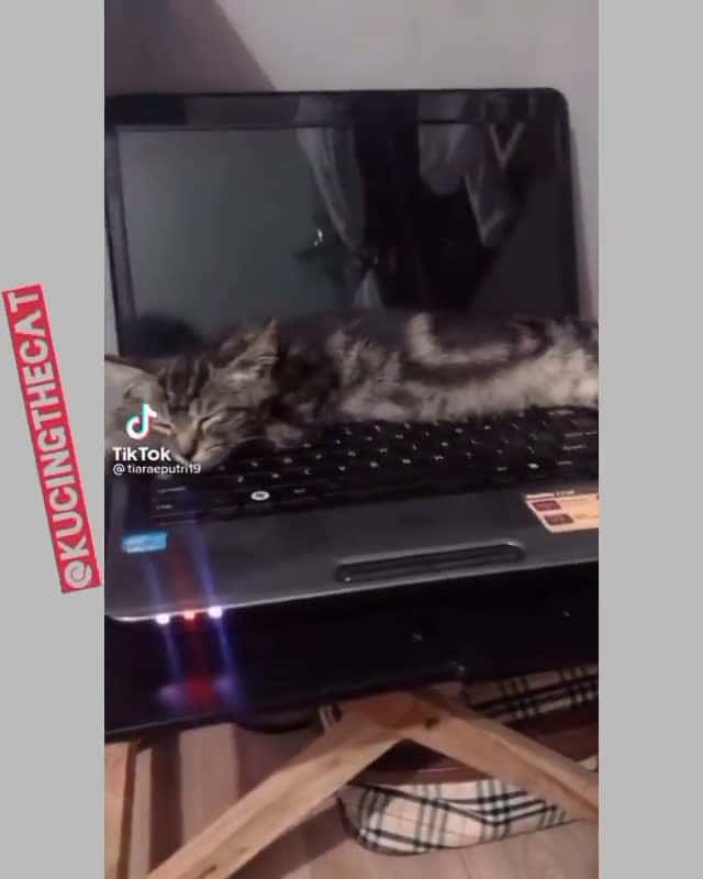 Cover for Dari mana dia dapat konsep tidur kayak gitu TikTok tiaraeputri19 Yang belum follow, yuk langsung ajaa @kucingthecat @kucingthecat #pecintakucing #kucingindonesia #kucinglucuba