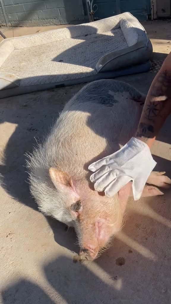 Cover for Spicy Penny #pig #fyp